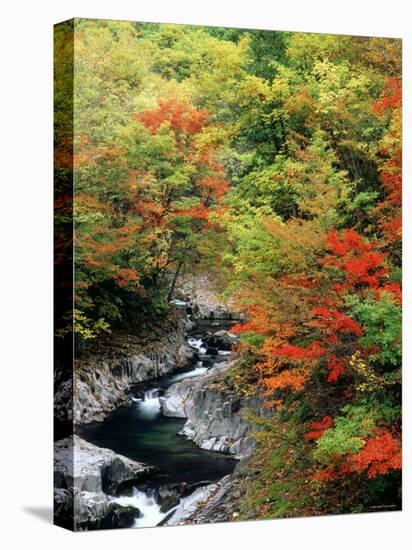 Autumn Leaves, Nakatsugawa, Fukushima, Japan-null-Stretched Canvas