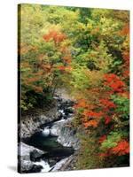 Autumn Leaves, Nakatsugawa, Fukushima, Japan-null-Stretched Canvas