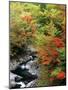 Autumn Leaves, Nakatsugawa, Fukushima, Japan-null-Mounted Premium Photographic Print