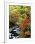 Autumn Leaves, Nakatsugawa, Fukushima, Japan-null-Framed Photographic Print