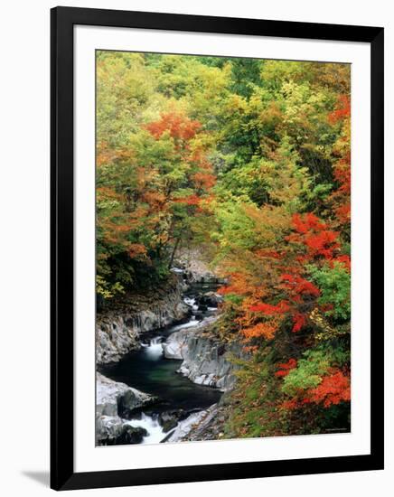 Autumn Leaves, Nakatsugawa, Fukushima, Japan-null-Framed Photographic Print