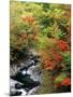 Autumn Leaves, Nakatsugawa, Fukushima, Japan-null-Mounted Photographic Print