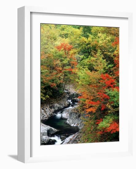 Autumn Leaves, Nakatsugawa, Fukushima, Japan-null-Framed Photographic Print