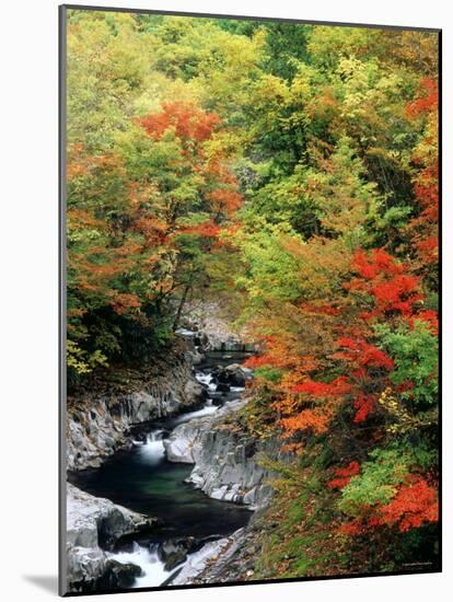 Autumn Leaves, Nakatsugawa, Fukushima, Japan-null-Mounted Photographic Print