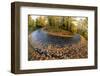 Autumn Leaves on a Curved Road-Darrell Gulin-Framed Photographic Print