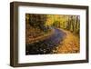 Autumn Leaves on a Curved Road-Darrell Gulin-Framed Photographic Print