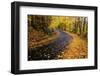 Autumn Leaves on a Curved Road-Darrell Gulin-Framed Photographic Print