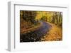 Autumn Leaves on a Curved Road-Darrell Gulin-Framed Photographic Print