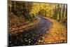 Autumn Leaves on a Curved Road-Darrell Gulin-Mounted Photographic Print