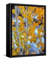 Autumn Leaves on Aspen Tree in the Sierra Nevada Range, Bishop, California, Usa-Dennis Flaherty-Framed Stretched Canvas