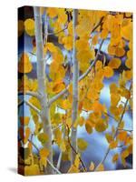 Autumn Leaves on Aspen Tree in the Sierra Nevada Range, Bishop, California, Usa-Dennis Flaherty-Stretched Canvas