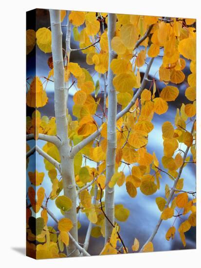 Autumn Leaves on Aspen Tree in the Sierra Nevada Range, Bishop, California, Usa-Dennis Flaherty-Stretched Canvas