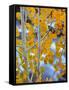 Autumn Leaves on Aspen Tree in the Sierra Nevada Range, Bishop, California, Usa-Dennis Flaherty-Framed Stretched Canvas