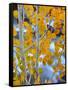 Autumn Leaves on Aspen Tree in the Sierra Nevada Range, Bishop, California, Usa-Dennis Flaherty-Framed Stretched Canvas