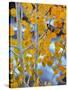 Autumn Leaves on Aspen Tree in the Sierra Nevada Range, Bishop, California, Usa-Dennis Flaherty-Stretched Canvas