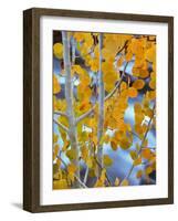 Autumn Leaves on Aspen Tree in the Sierra Nevada Range, Bishop, California, Usa-Dennis Flaherty-Framed Photographic Print