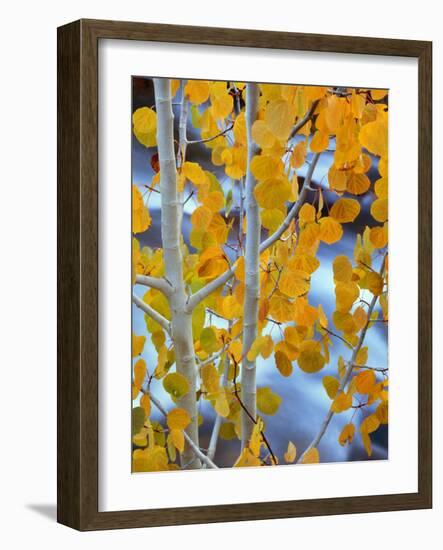 Autumn Leaves on Aspen Tree in the Sierra Nevada Range, Bishop, California, Usa-Dennis Flaherty-Framed Photographic Print