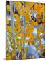 Autumn Leaves on Aspen Tree in the Sierra Nevada Range, Bishop, California, Usa-Dennis Flaherty-Mounted Photographic Print