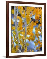 Autumn Leaves on Aspen Tree in the Sierra Nevada Range, Bishop, California, Usa-Dennis Flaherty-Framed Photographic Print