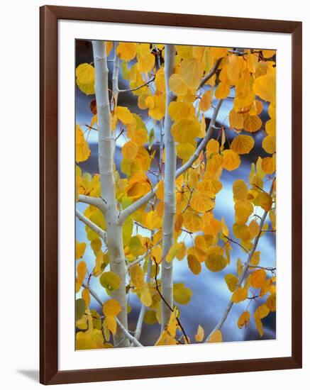 Autumn Leaves on Aspen Tree in the Sierra Nevada Range, Bishop, California, Usa-Dennis Flaherty-Framed Photographic Print