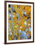 Autumn Leaves on Aspen Tree in the Sierra Nevada Range, Bishop, California, Usa-Dennis Flaherty-Framed Photographic Print