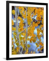 Autumn Leaves on Aspen Tree in the Sierra Nevada Range, Bishop, California, Usa-Dennis Flaherty-Framed Photographic Print