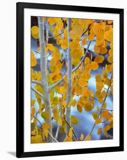 Autumn Leaves on Aspen Tree in the Sierra Nevada Range, Bishop, California, Usa-Dennis Flaherty-Framed Photographic Print