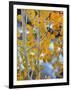 Autumn Leaves on Aspen Tree in the Sierra Nevada Range, Bishop, California, Usa-Dennis Flaherty-Framed Photographic Print