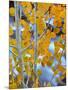 Autumn Leaves on Aspen Tree in the Sierra Nevada Range, Bishop, California, Usa-Dennis Flaherty-Mounted Photographic Print