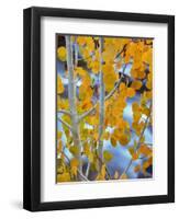 Autumn Leaves on Aspen Tree in the Sierra Nevada Range, Bishop, California, Usa-Dennis Flaherty-Framed Photographic Print