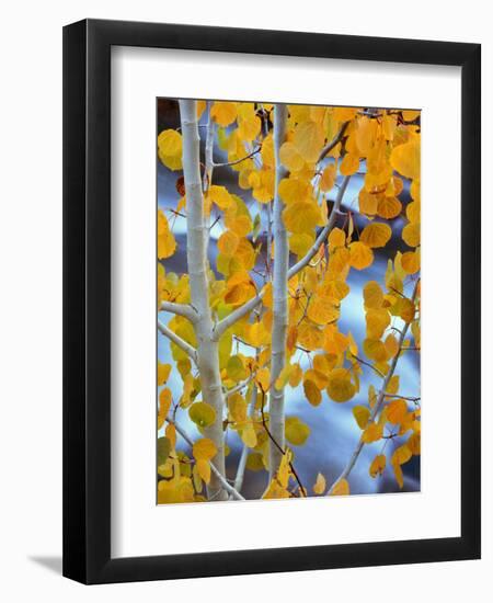 Autumn Leaves on Aspen Tree in the Sierra Nevada Range, Bishop, California, Usa-Dennis Flaherty-Framed Photographic Print