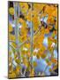 Autumn Leaves on Aspen Tree in the Sierra Nevada Range, Bishop, California, Usa-Dennis Flaherty-Mounted Photographic Print