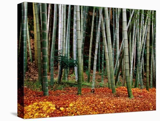 Autumn Leaves on Ground at Saiho-Ji, Kyoto, Japan-Frank Carter-Stretched Canvas