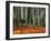 Autumn Leaves on Ground at Saiho-Ji, Kyoto, Japan-Frank Carter-Framed Premium Photographic Print