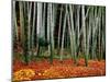 Autumn Leaves on Ground at Saiho-Ji, Kyoto, Japan-Frank Carter-Mounted Premium Photographic Print