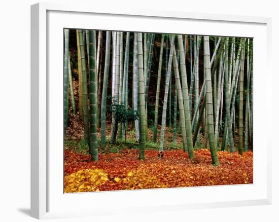 Autumn Leaves on Ground at Saiho-Ji, Kyoto, Japan-Frank Carter-Framed Photographic Print