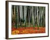 Autumn Leaves on Ground at Saiho-Ji, Kyoto, Japan-Frank Carter-Framed Photographic Print