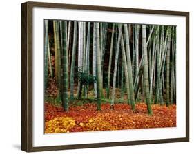 Autumn Leaves on Ground at Saiho-Ji, Kyoto, Japan-Frank Carter-Framed Photographic Print