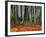 Autumn Leaves on Ground at Saiho-Ji, Kyoto, Japan-Frank Carter-Framed Photographic Print