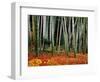 Autumn Leaves on Ground at Saiho-Ji, Kyoto, Japan-Frank Carter-Framed Photographic Print