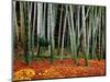 Autumn Leaves on Ground at Saiho-Ji, Kyoto, Japan-Frank Carter-Mounted Photographic Print