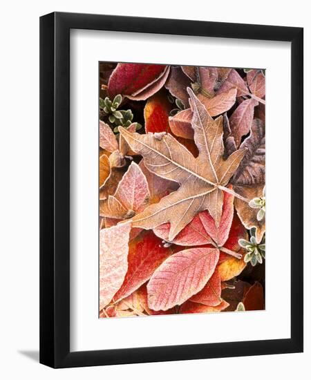Autumn leaves on the ground, covered in frost.-Stuart Westmorland-Framed Photographic Print