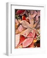 Autumn leaves on the ground, covered in frost.-Stuart Westmorland-Framed Photographic Print