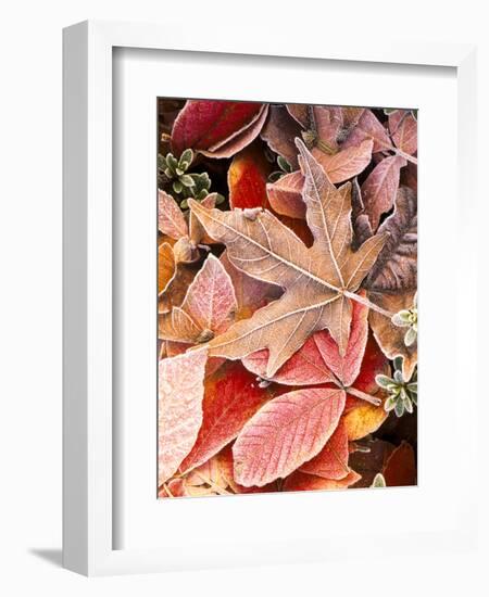 Autumn leaves on the ground, covered in frost.-Stuart Westmorland-Framed Photographic Print