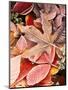 Autumn leaves on the ground, covered in frost.-Stuart Westmorland-Mounted Photographic Print
