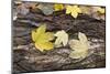 Autumn, leaves on trunk.-Roland T. Frank-Mounted Photographic Print
