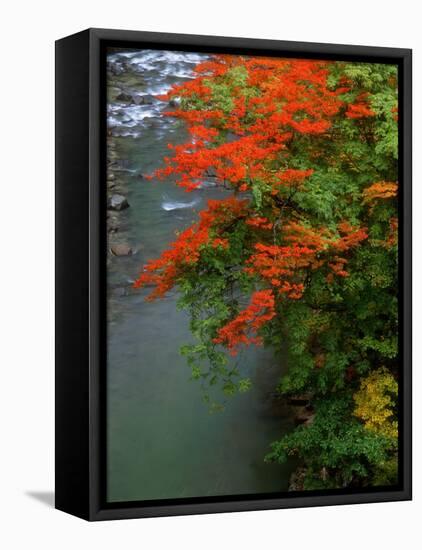 Autumn Leaves Over the River-null-Framed Stretched Canvas