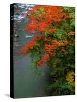 Autumn Leaves Over the River-null-Stretched Canvas