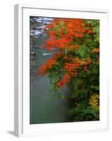 Autumn Leaves Over the River-null-Framed Photographic Print