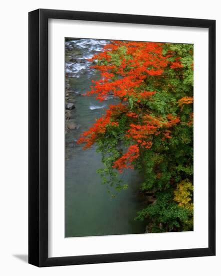 Autumn Leaves Over the River-null-Framed Photographic Print